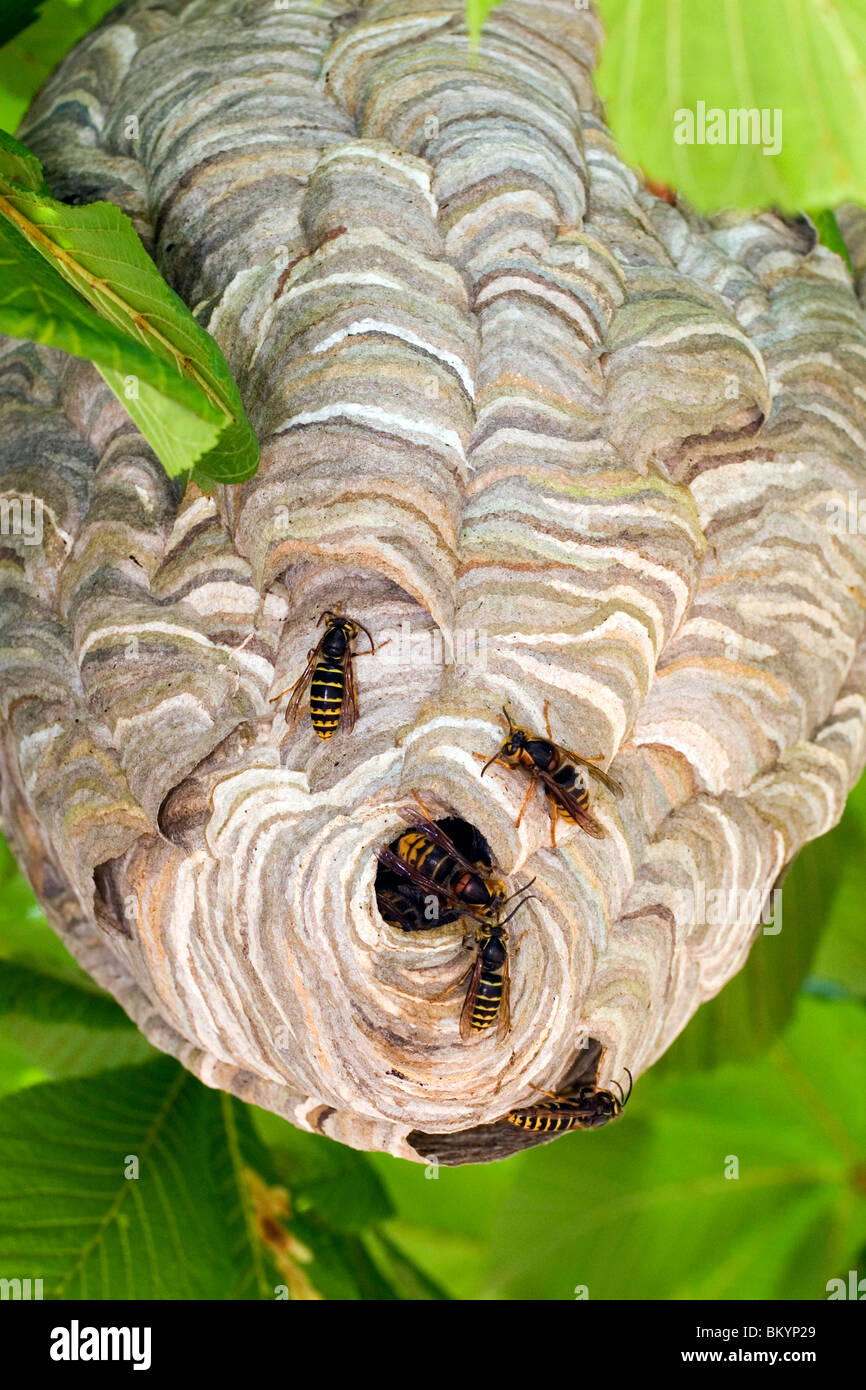 Mediana e Wasp Nest Dolichovespula media Germania Foto Stock