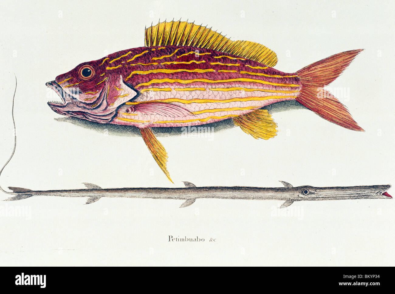 Il Lane snapper e pesce Tobaccoppipe illustrazione dalla Storia Naturale di Carolina Florida & Bahamas da Mark Catesby Foto Stock