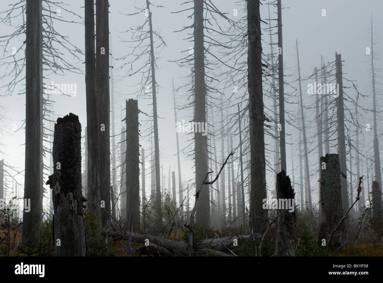 Abete rosso picea abies distrutto da abete rosso bostrico Ips typographus parco nazionale della foresta bavarese Germania Foto Stock