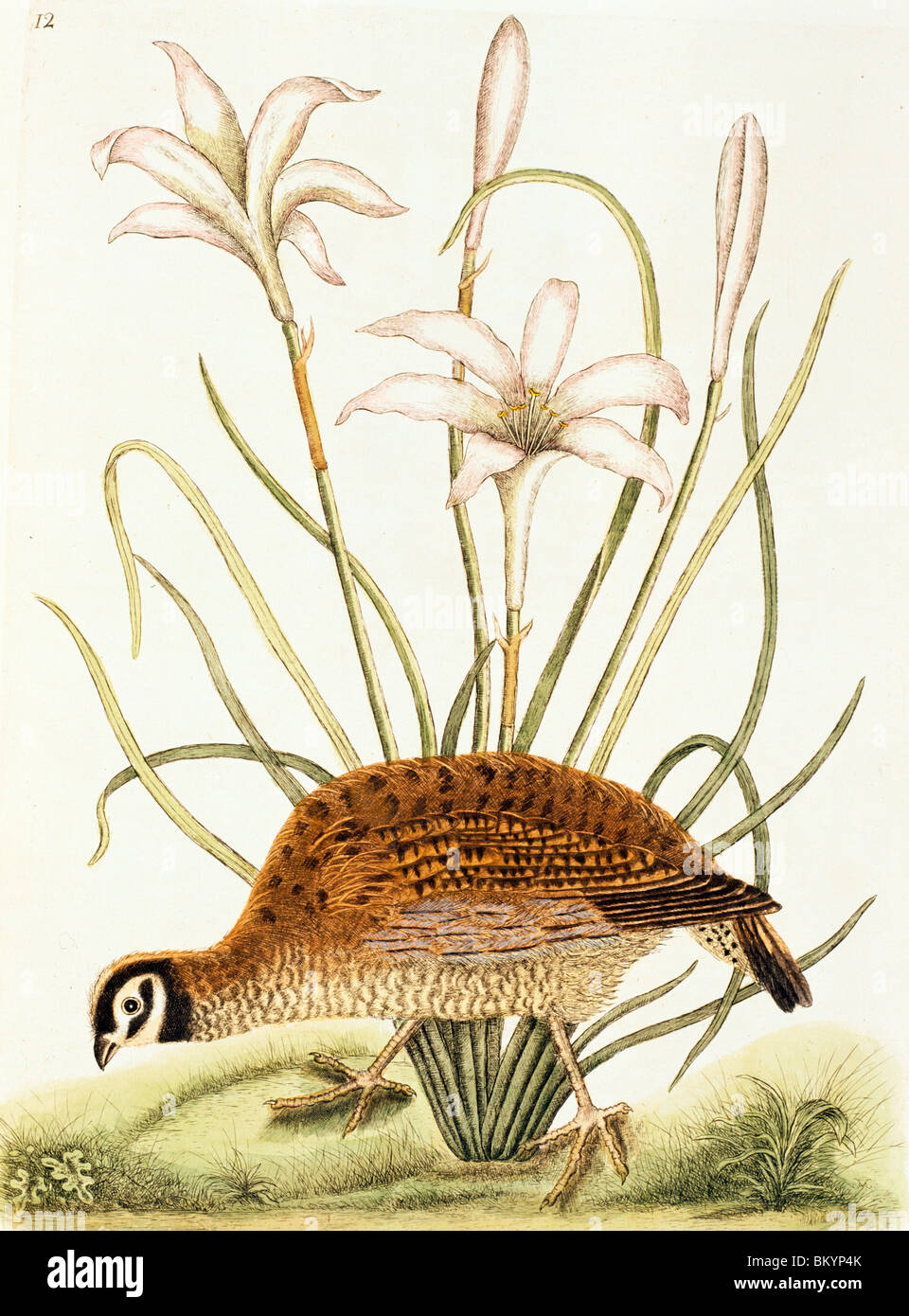 American Partridge illustrazione dalla Storia Naturale di Carolina Florida & Bahamas da Mark Catesby (1679-1749) Chicago Foto Stock