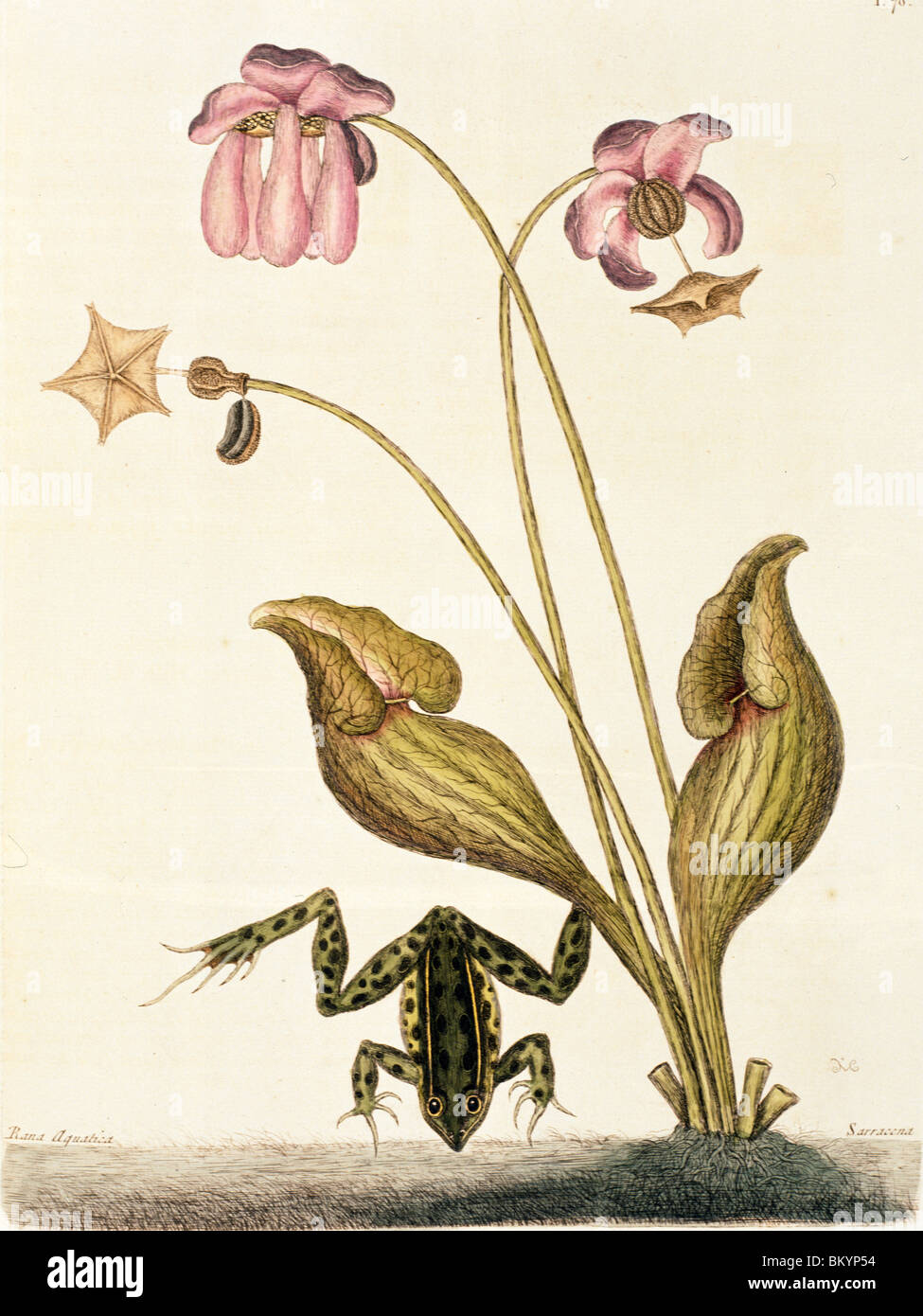 Rana acqua illustrazione dalla Storia Naturale di Carolina Florida & Bahamas da Mark Catesby (1679-1749) Chicago Newberry Foto Stock