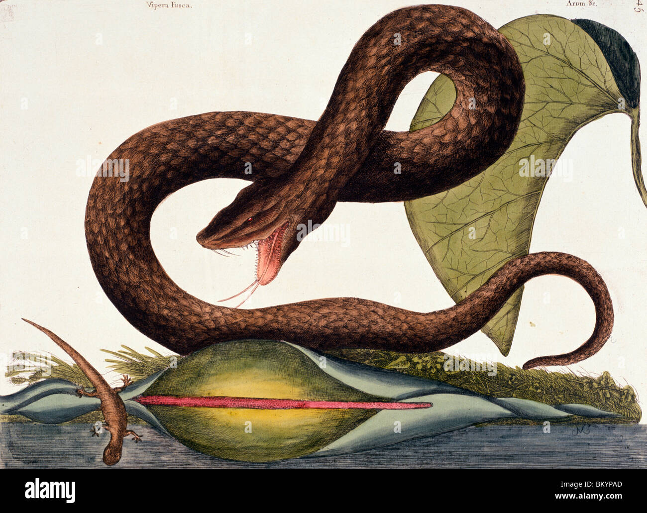 Viper Fusca, da Mark Catesby, (1679-1749), USA, Illinois, Chicago, Newberry Library Foto Stock