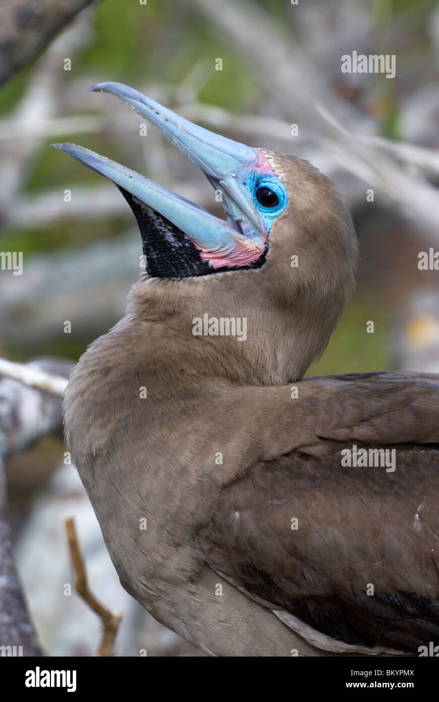 Rosso-footed Booby, Slua sula, dettaglio della testa Foto Stock