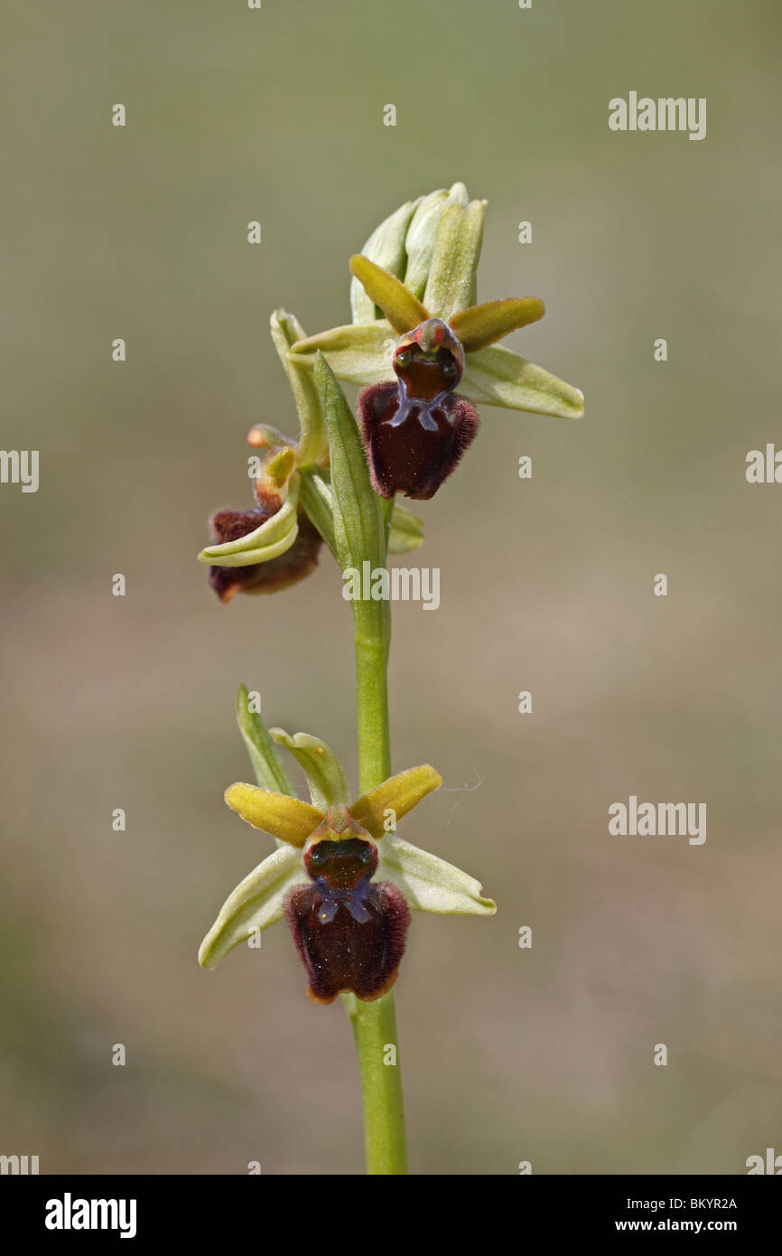 Spinnenragwurz, Ragwurz, Orchidee, ophrys, sphegodes, inizio, Spider, Orchidea Foto Stock