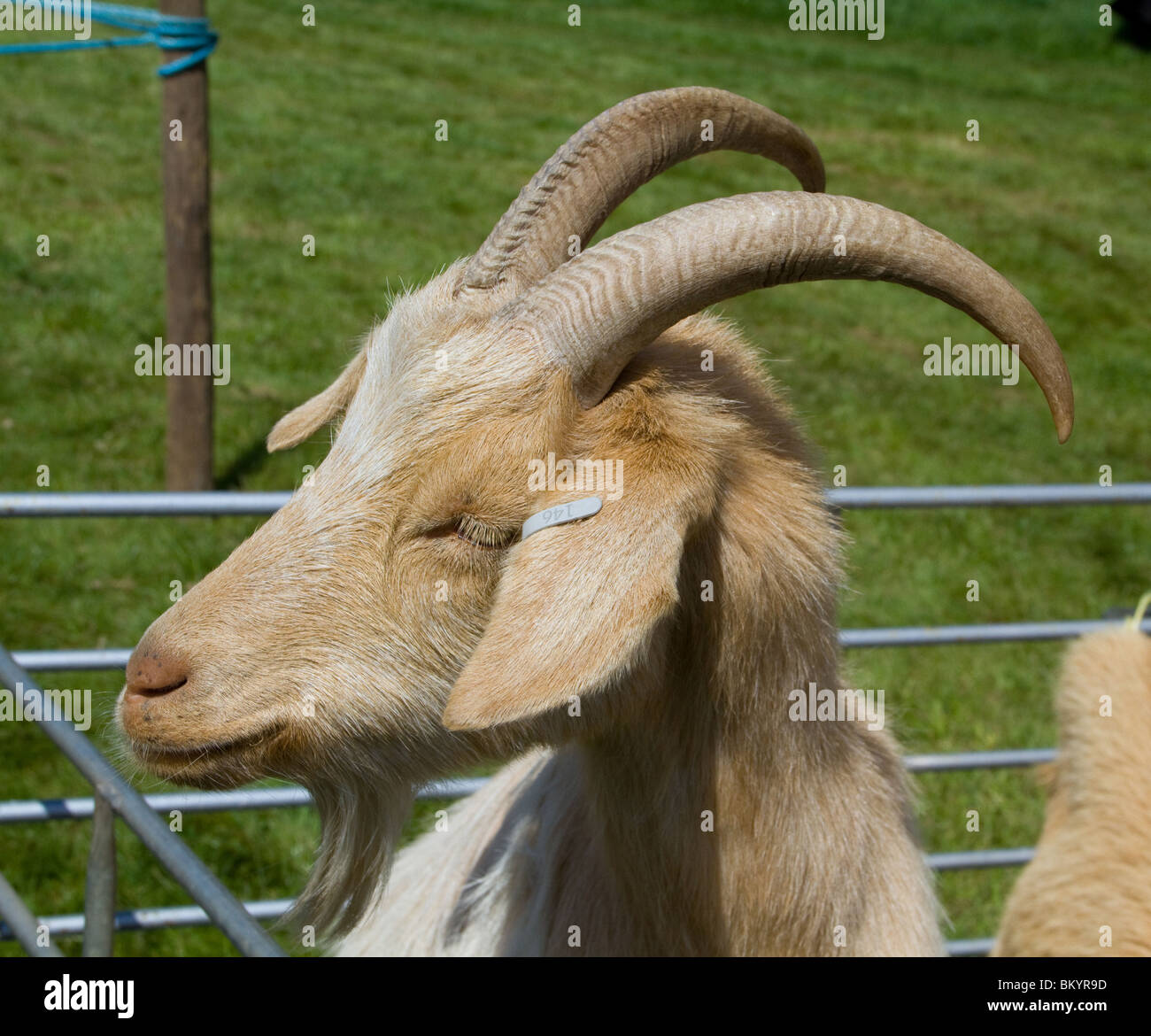 Ritratto di testa di capra Foto Stock