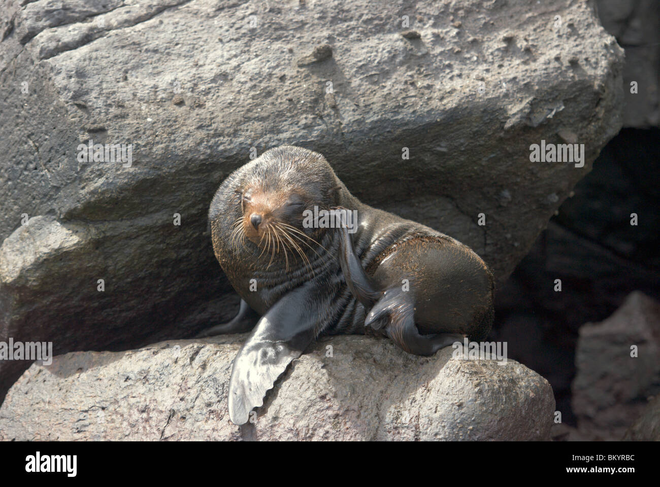 Le Galapagos pelliccia sigillo, Arctocephalus galapagoensis Foto Stock