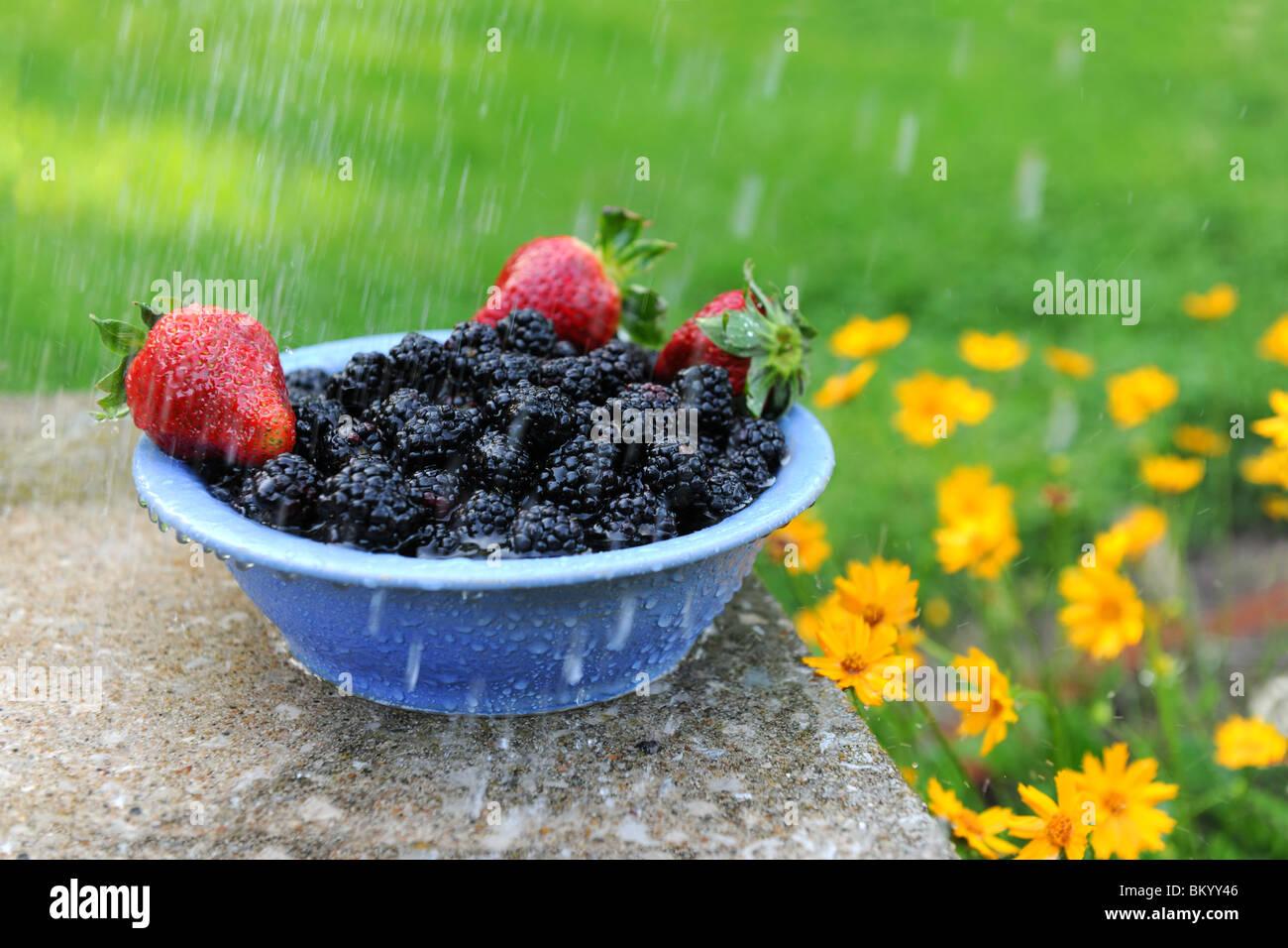 More di rovo e fragole in una ciotola durante con leggera pioggia accanto al giallo pedane. Foto Stock