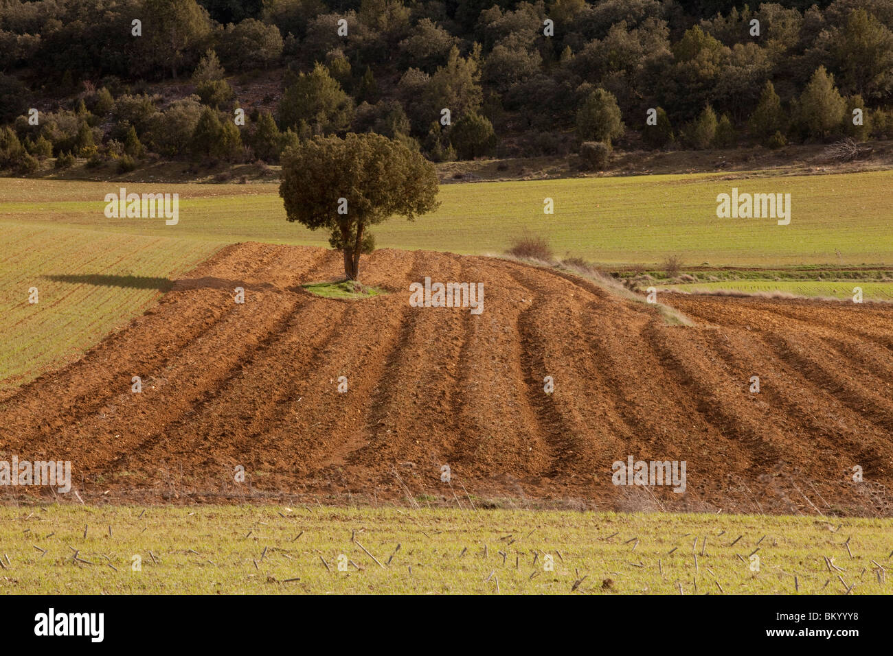 Terra di raccolto vicino a Calatañazor, Soria, Spagna / Cultivos alrededor de Calatañazor, Soria, España Foto Stock