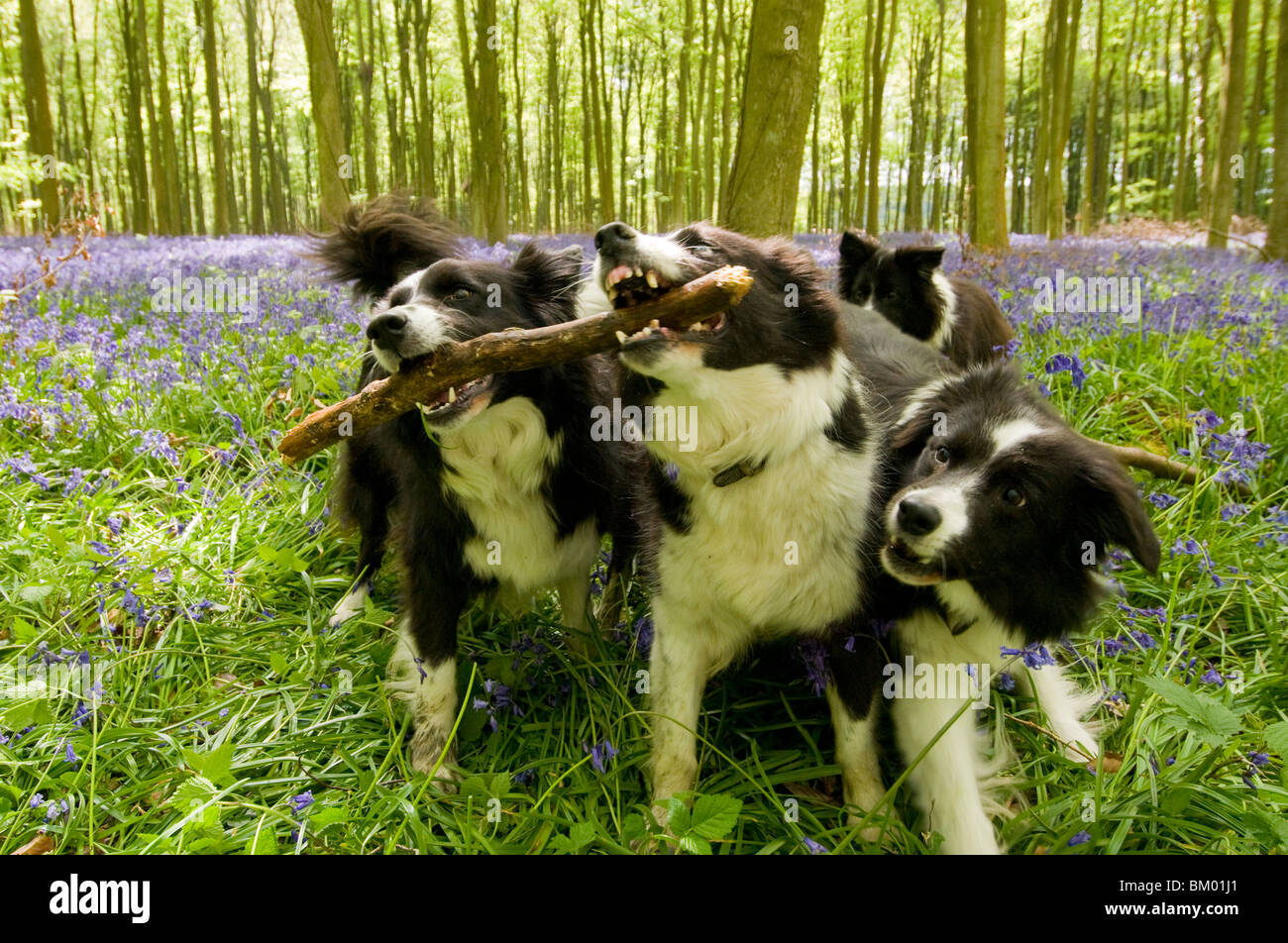 Border Collie Cani giocando in bluebell legno in Sussex, Inghilterra Foto Stock