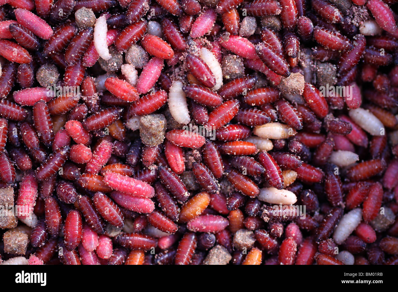 Vermi e agglomerati in forma di pellets in acqua fresca anglers bait box. Foto Stock