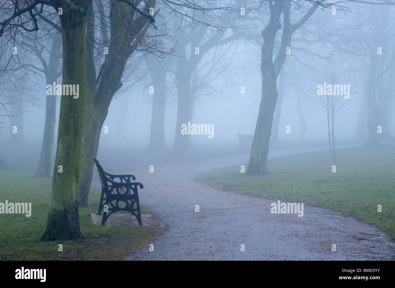 Panchine sotto gli alberi su un nebbioso giorno Foto Stock