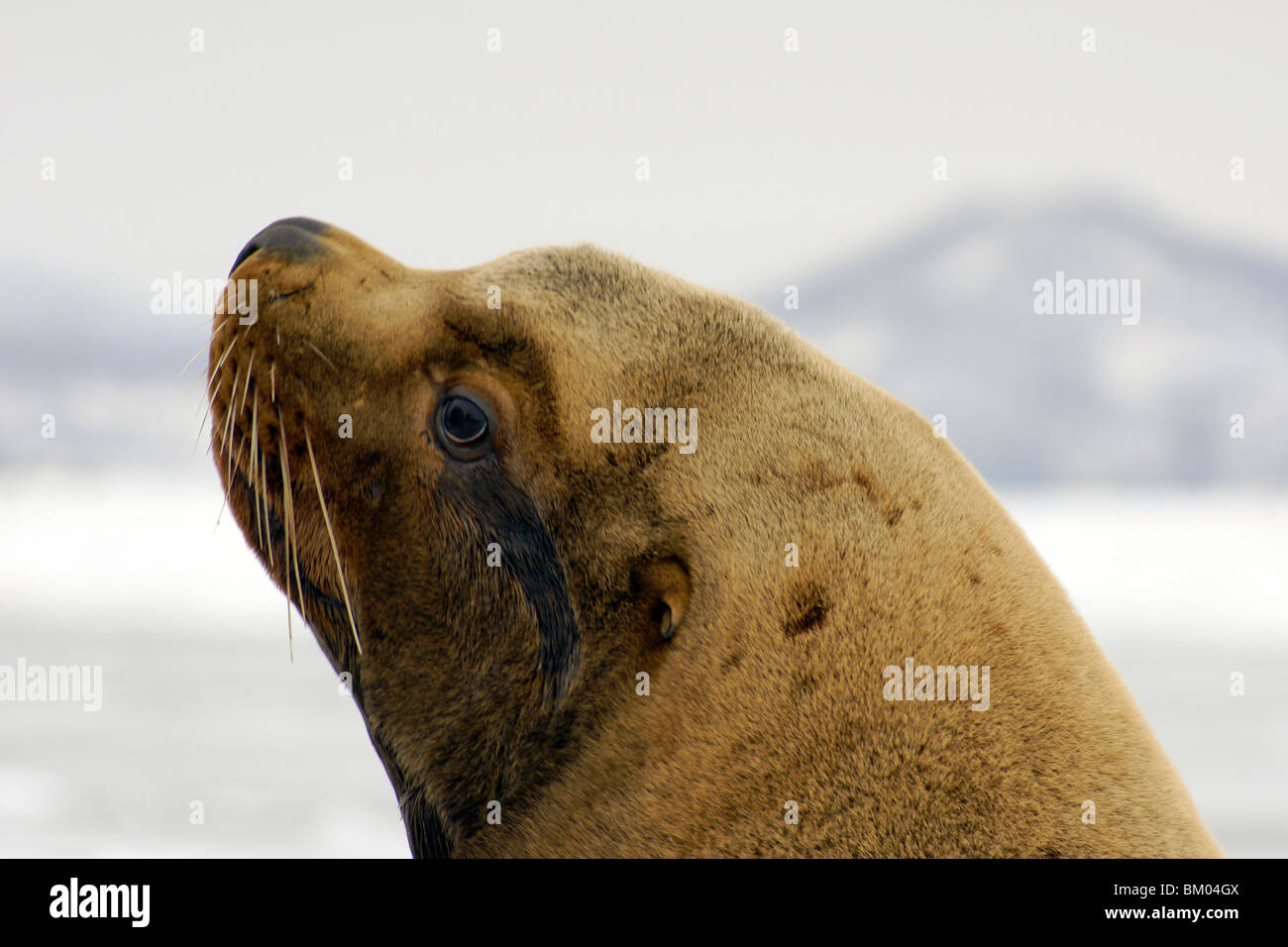 Mare del nord-lion. Foto Stock