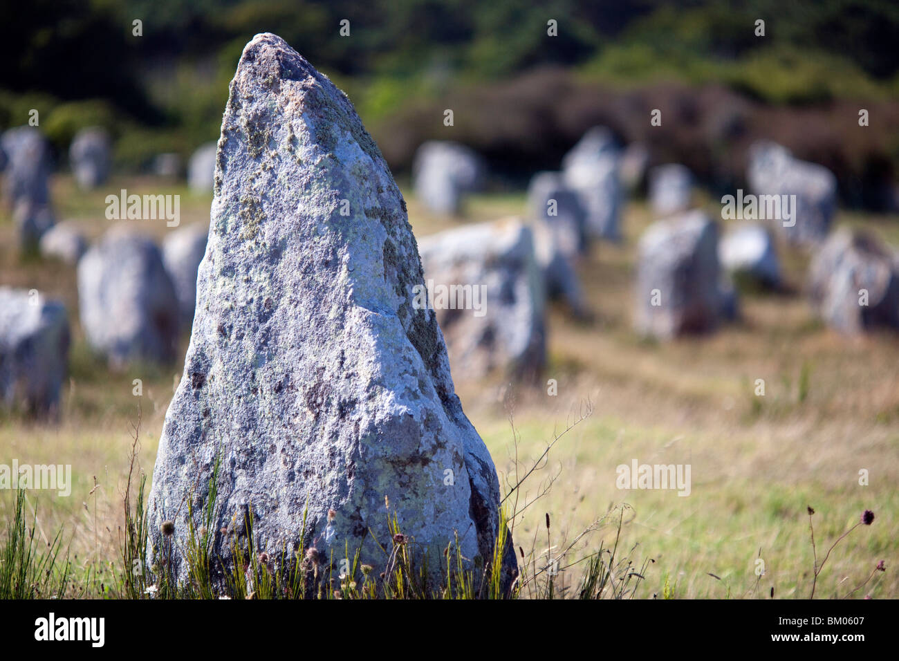 Allineamento megalitico di Menec, città di Carnac, departament del Morbihan, in Bretagna, Francia Foto Stock