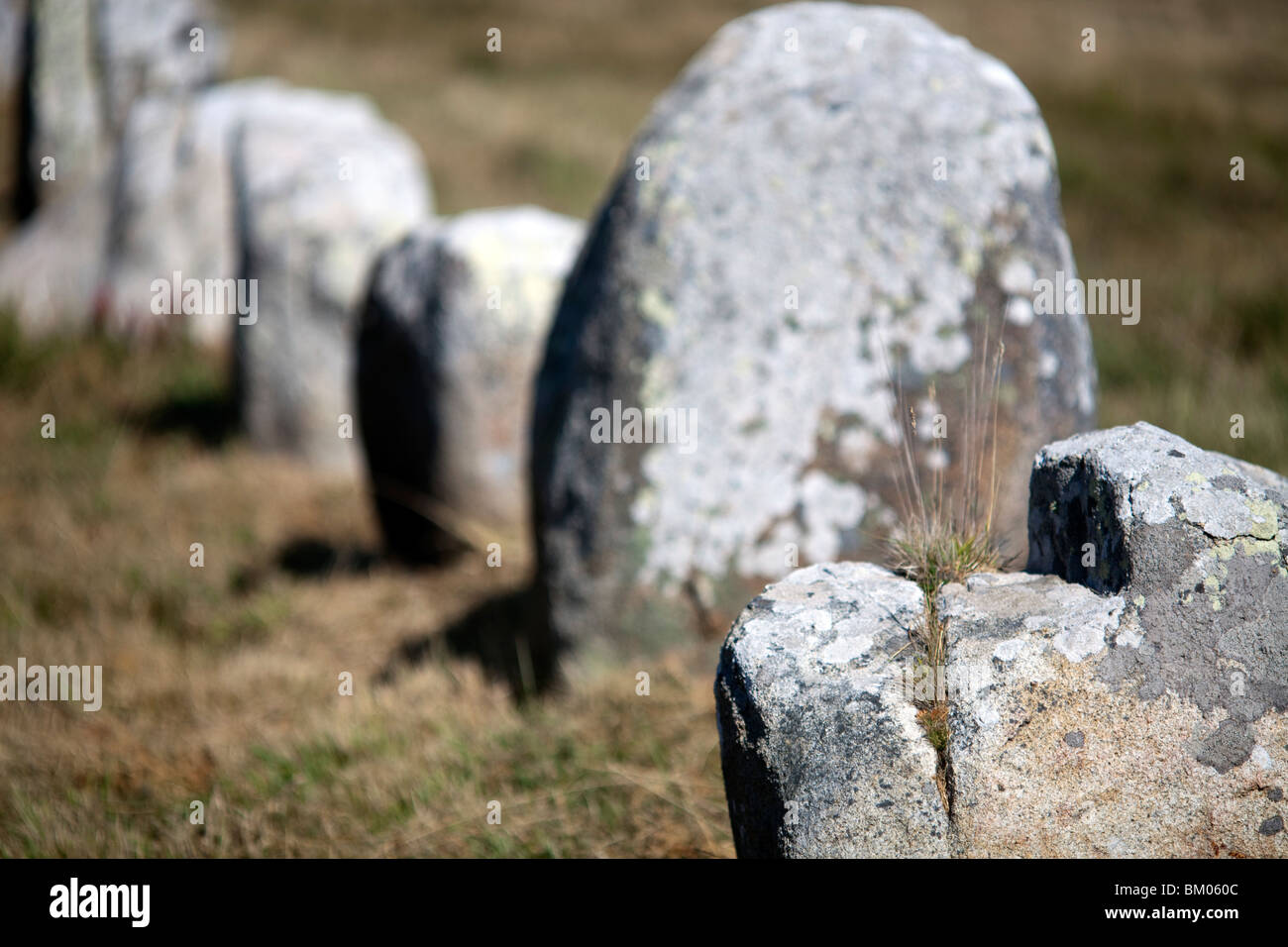 Allineamento megalitico di Menec, città di Carnac, departament del Morbihan, in Bretagna, Francia Foto Stock