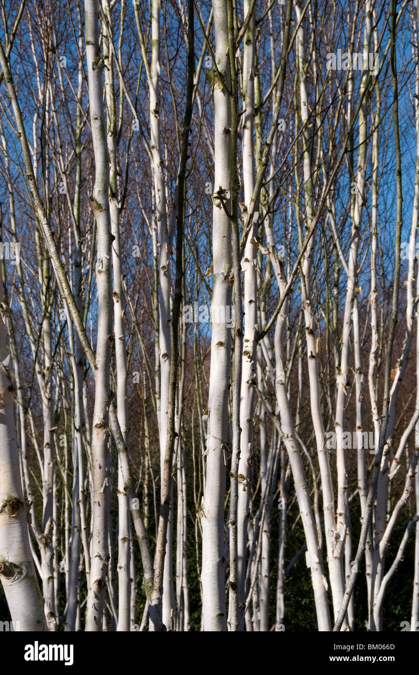 Corteccia bianco di Betula papyrifera, la carta betulla Foto Stock