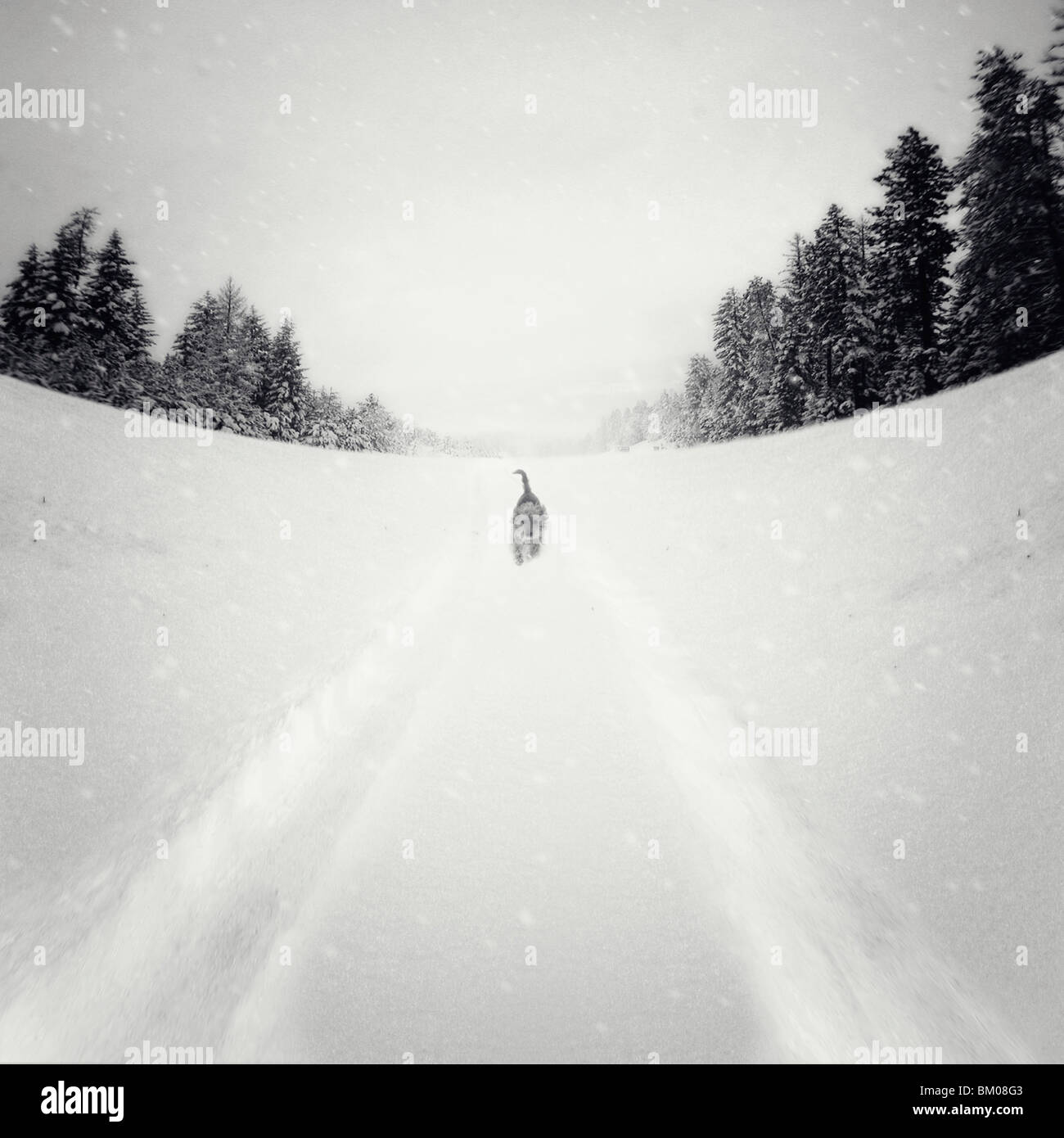 Un piccolo cane a piedi nella neve pesante passato abeti Foto Stock