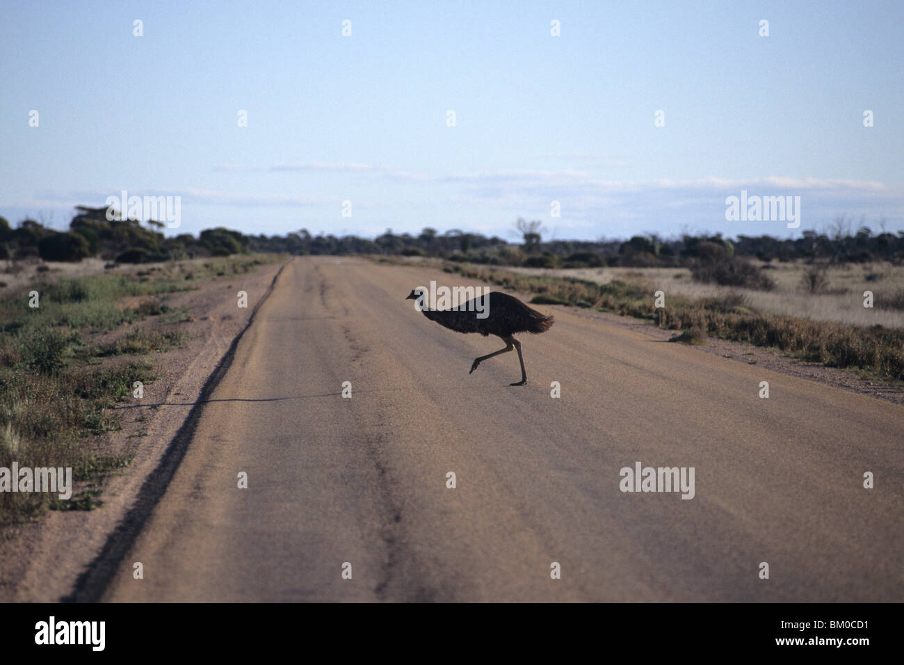 L'Uem attraversando Eyre Highway, Nullarbor Plain, vicino Norseman, Australia occidentale, Australia Foto Stock