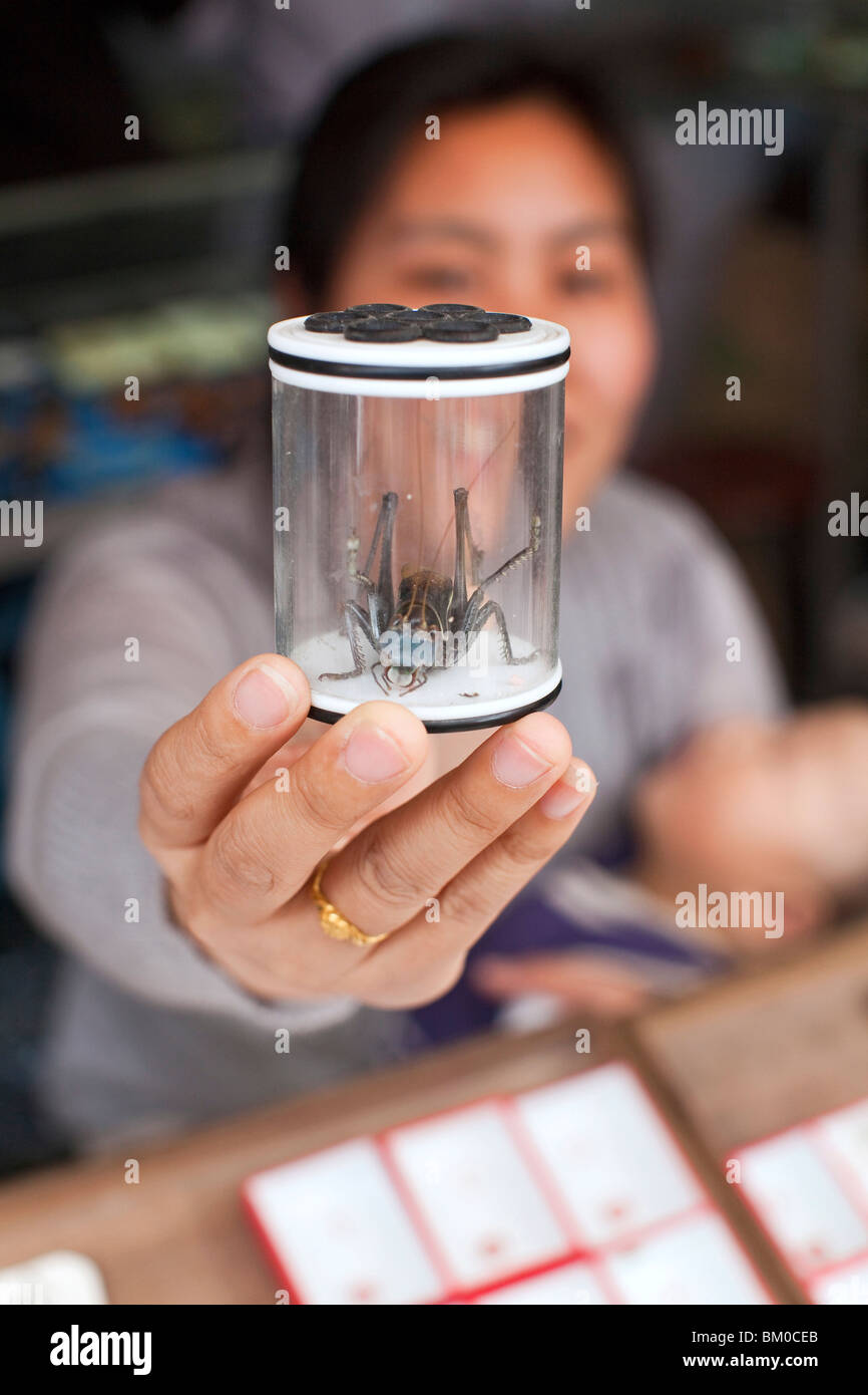 La donna che mostra combattimenti cricket nel contenitore al mercato degli uccelli, Shanghai, Cina e Asia Foto Stock