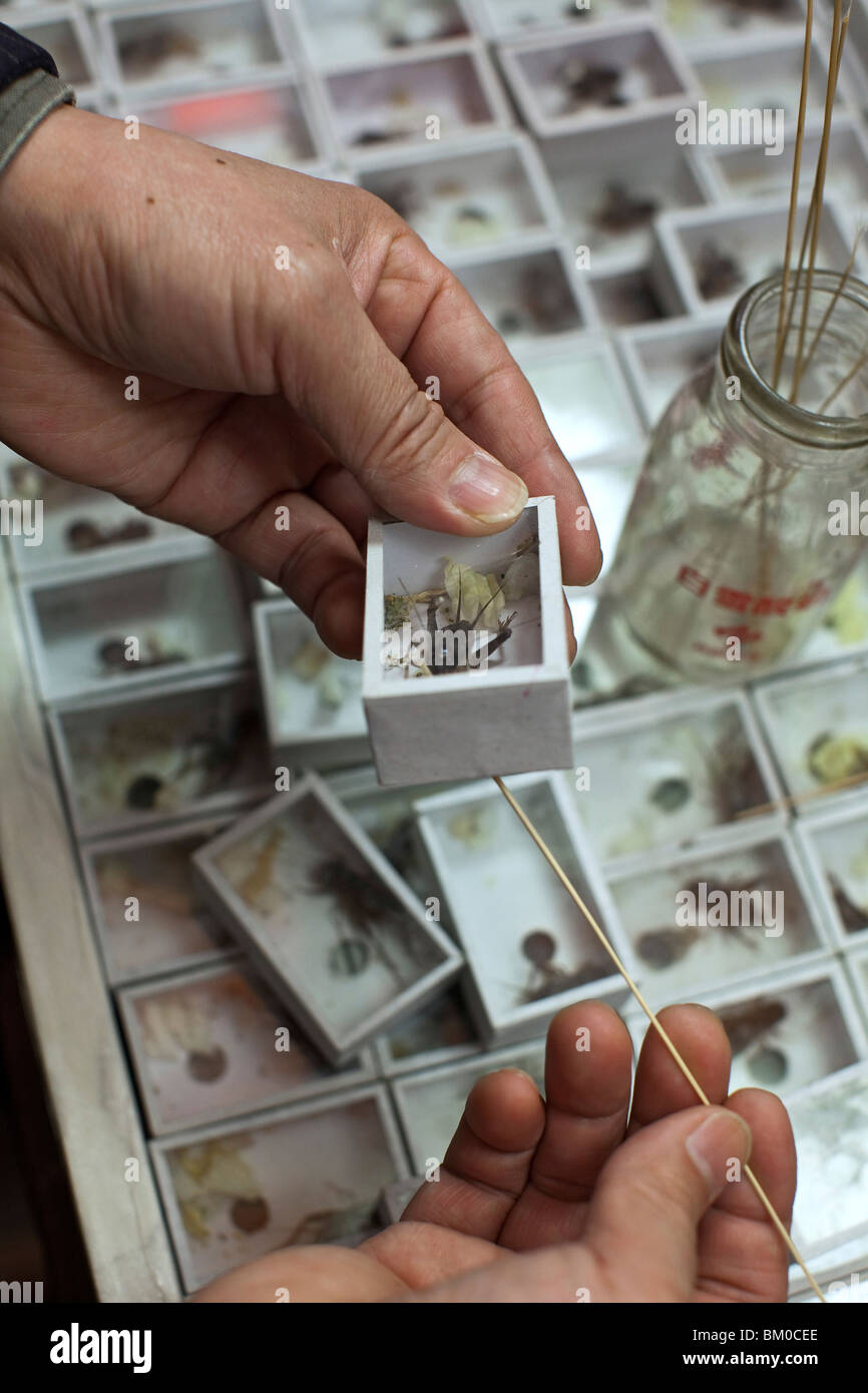 Scatole di combattimenti grilli per la vendita al mercato degli uccelli, Shanghai, Cina Cina, Asia Foto Stock