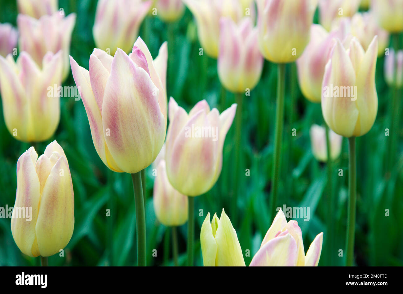 Fiori del tulipano Foto Stock