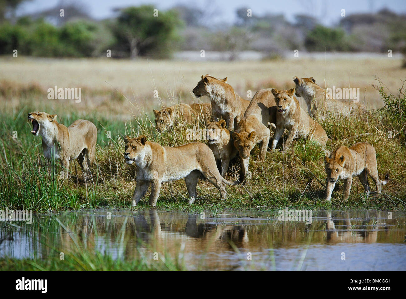 Un orgoglio di leonesse (Panthera leo), avvicinando un flusso Foto Stock