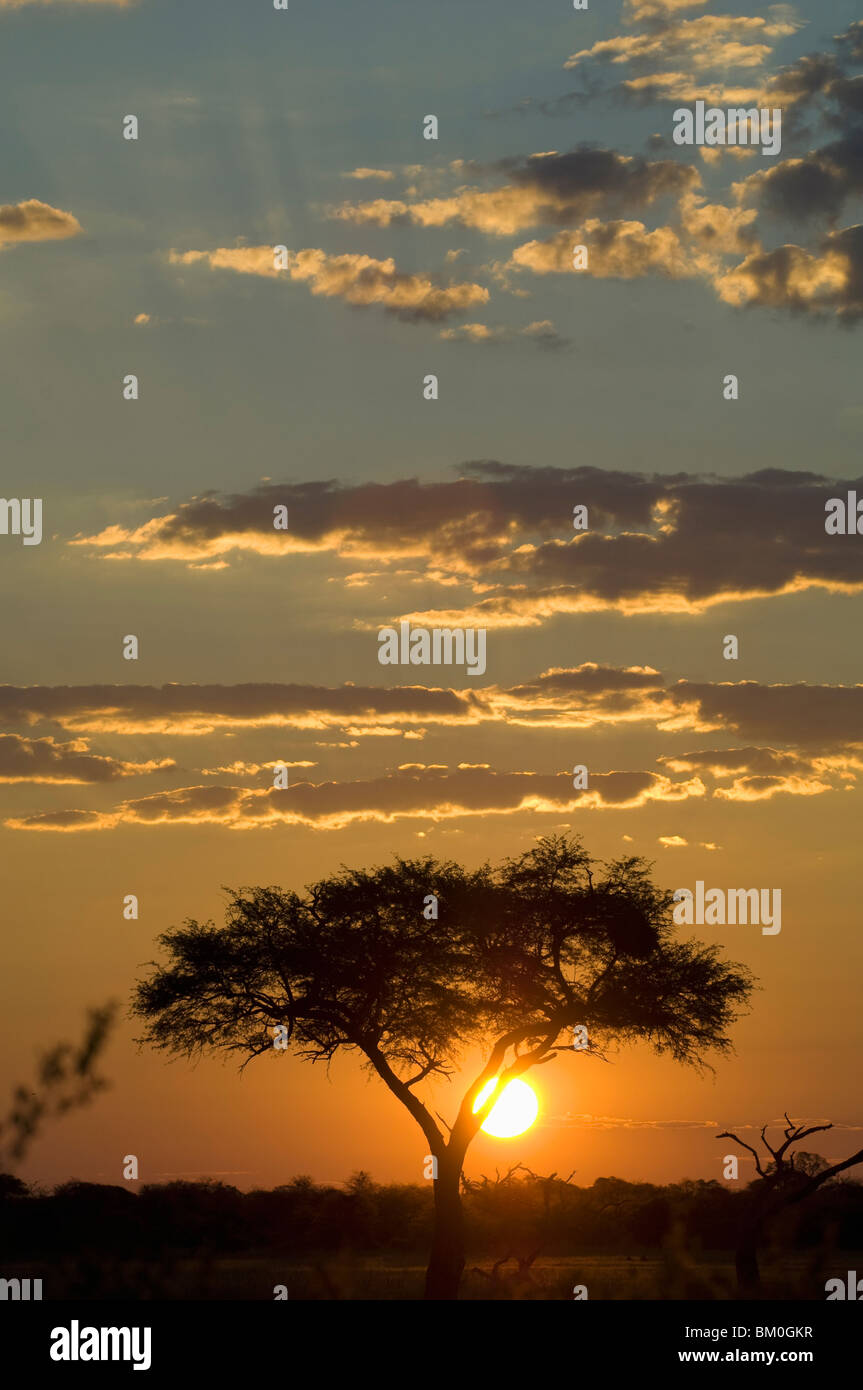 Vista di Nyamandhlovu Pan, Parco Nazionale di Hwange, Matabeleland North Provincia, Zimbabwe Foto Stock