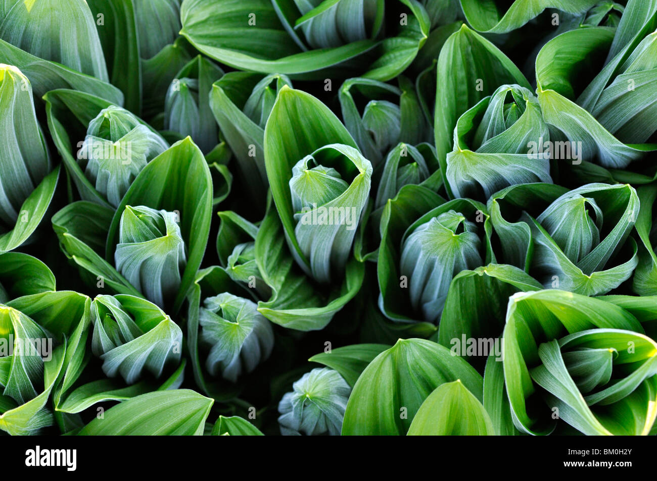 Veratrum bianco (Veratrum album) Foto Stock