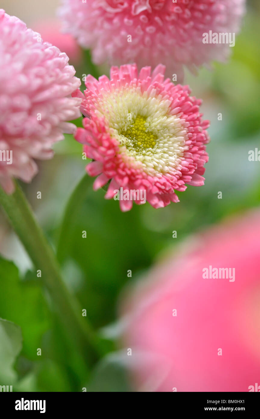 Comune (a margherita bellis perennis) Foto Stock
