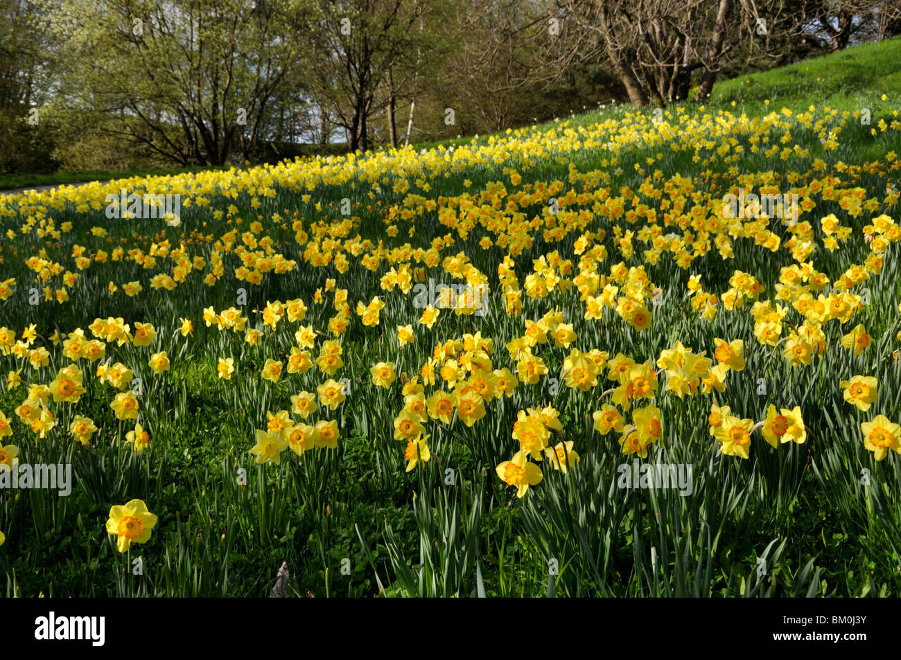 I narcisi selvatici (Narcissus pseudonarcissus) Foto Stock