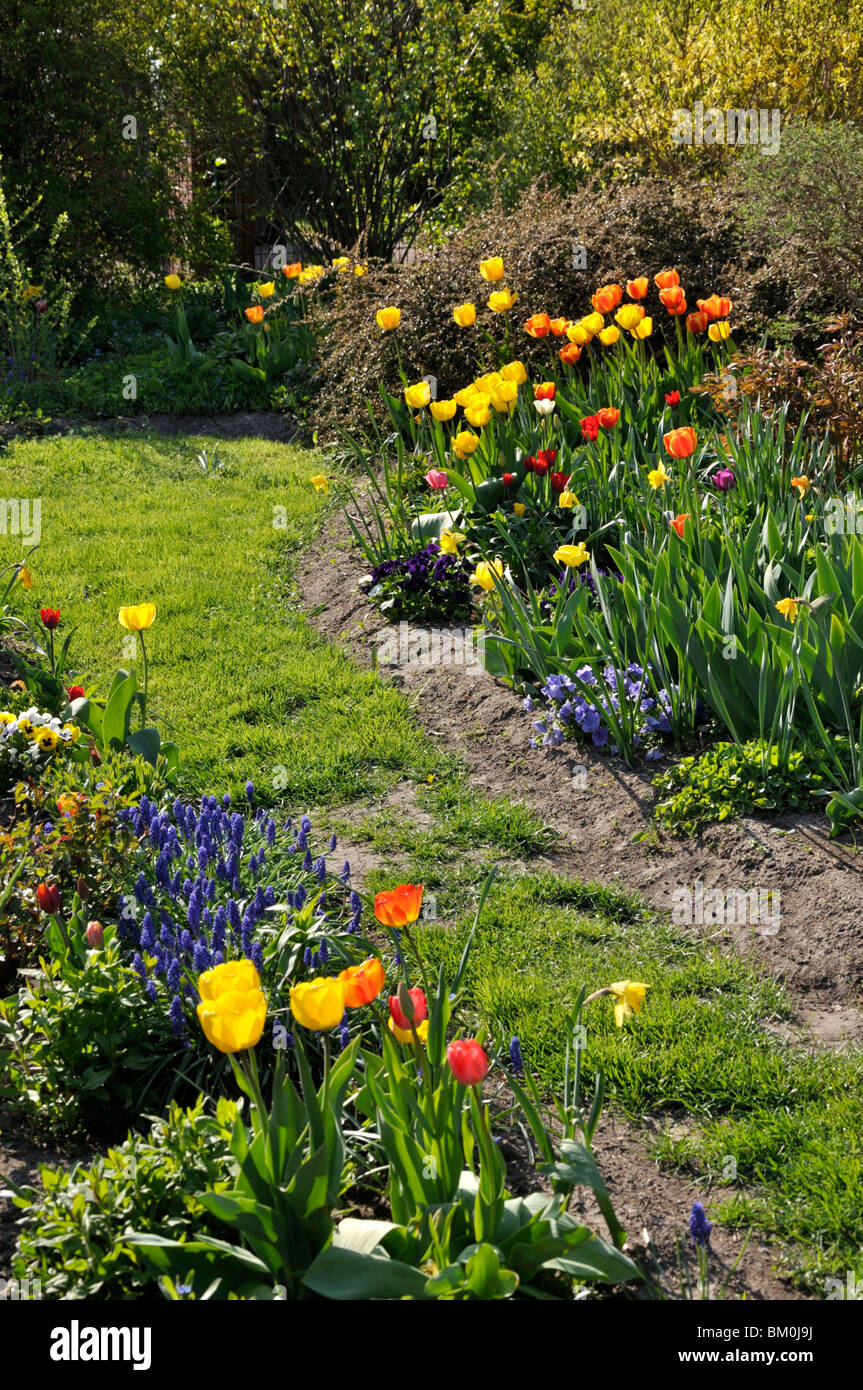 I tulipani (tulipa) e l'uva giacinti (Muscari) Foto Stock