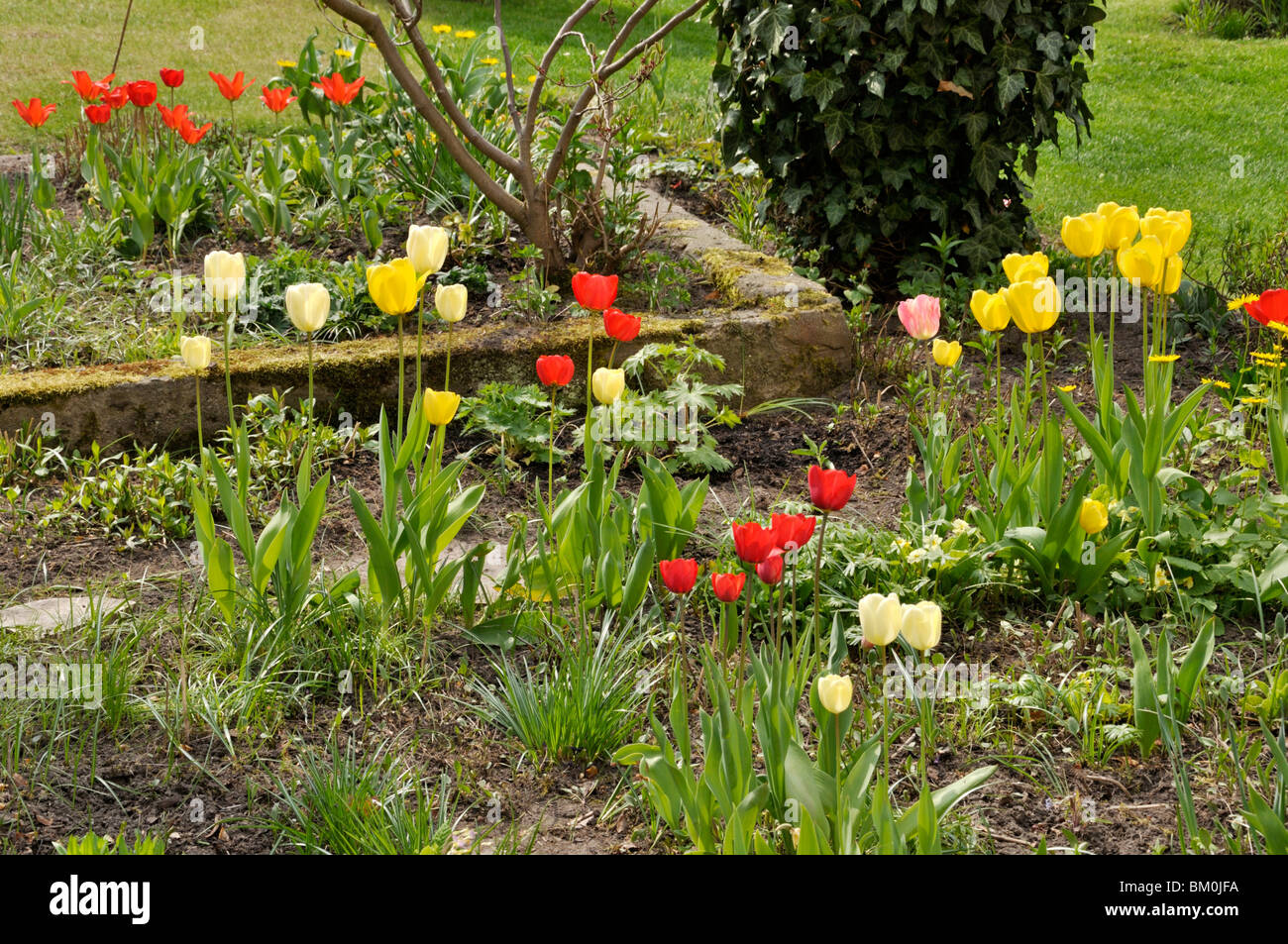 Giardino perenne con i tulipani (tulipa) Foto Stock