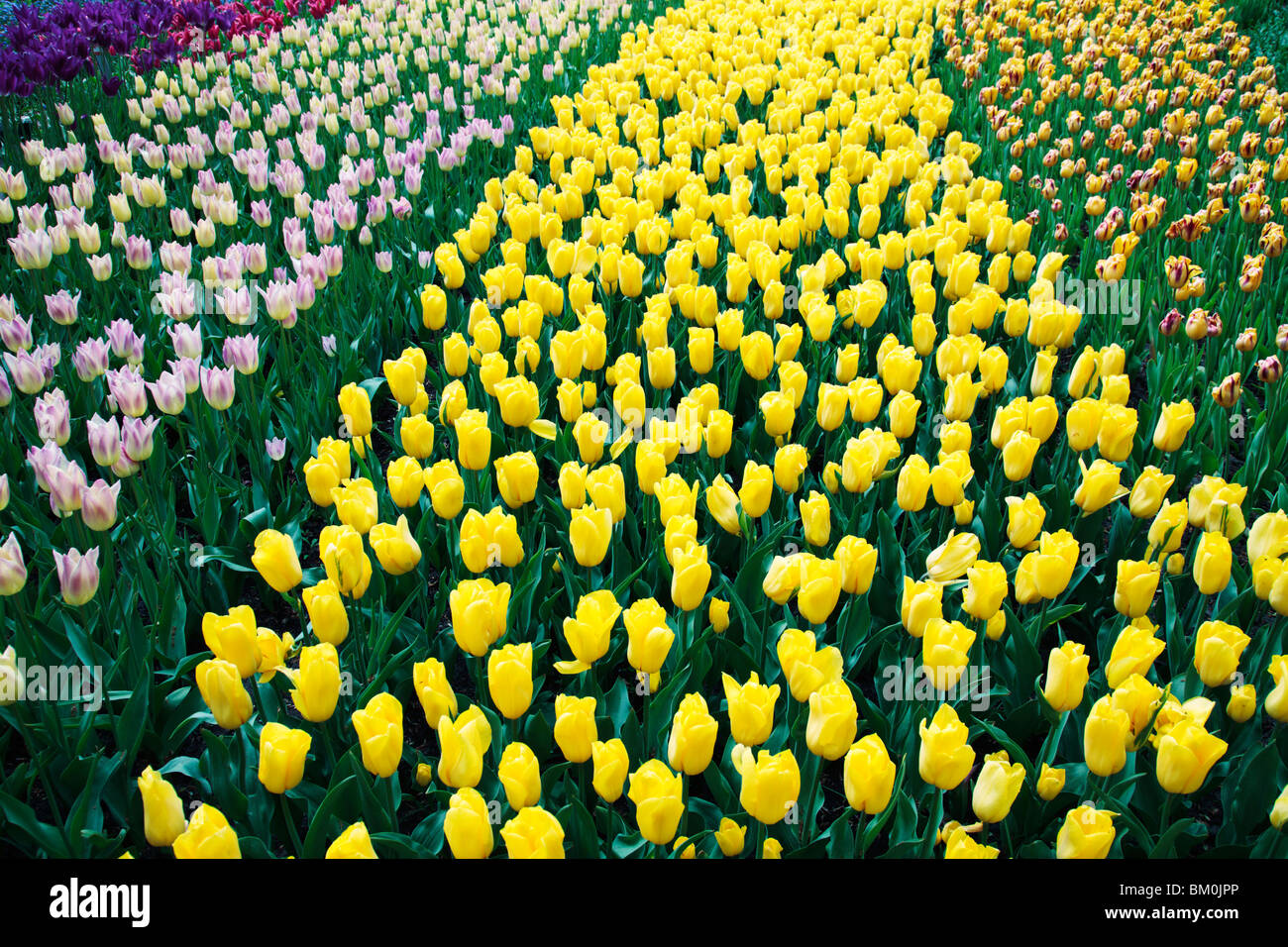 Miscelati Tulip Fiori Foto Stock