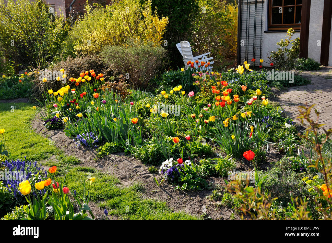 I tulipani (tulipa) in un giardino frontale Foto Stock