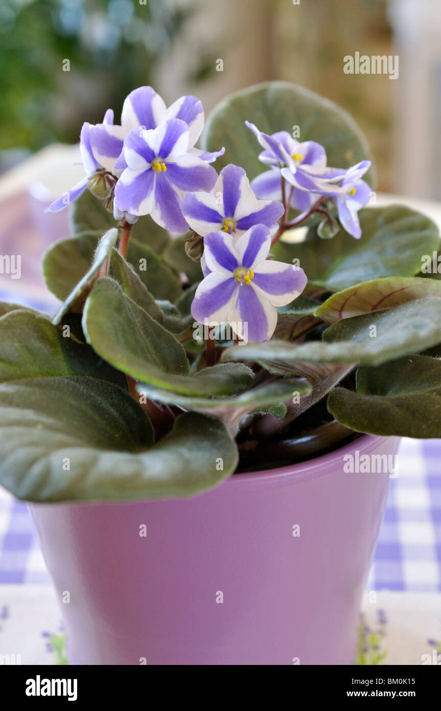 African Violet (saintpaulia ionantha) Foto Stock