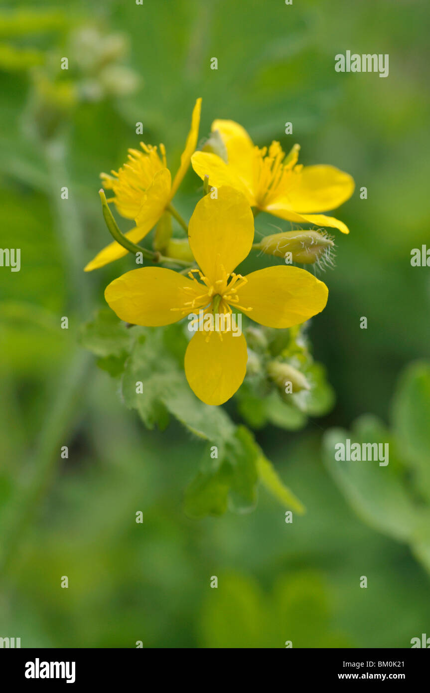 Maggiore celandine (chelidonium majus) Foto Stock