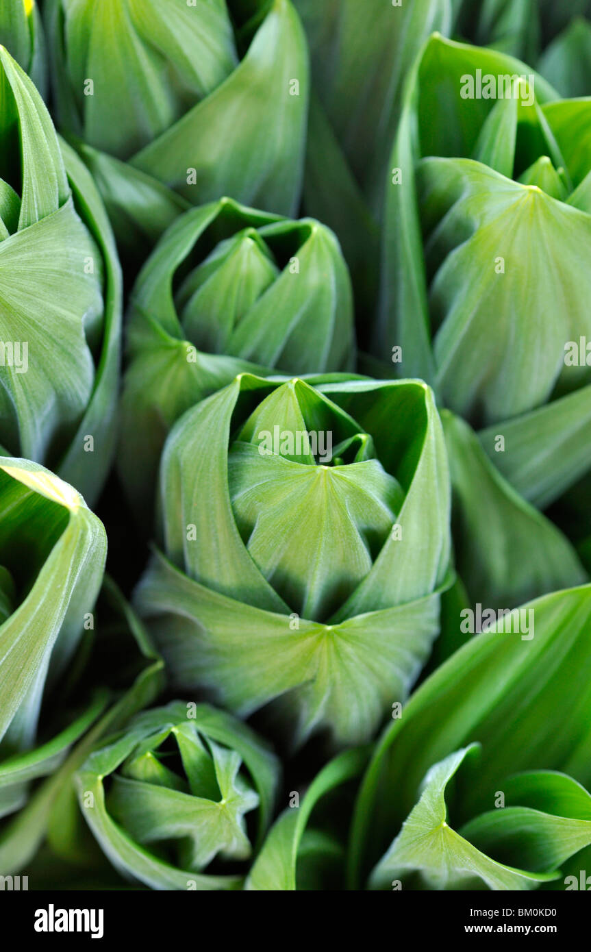 Veratrum bianco (Veratrum album) Foto Stock