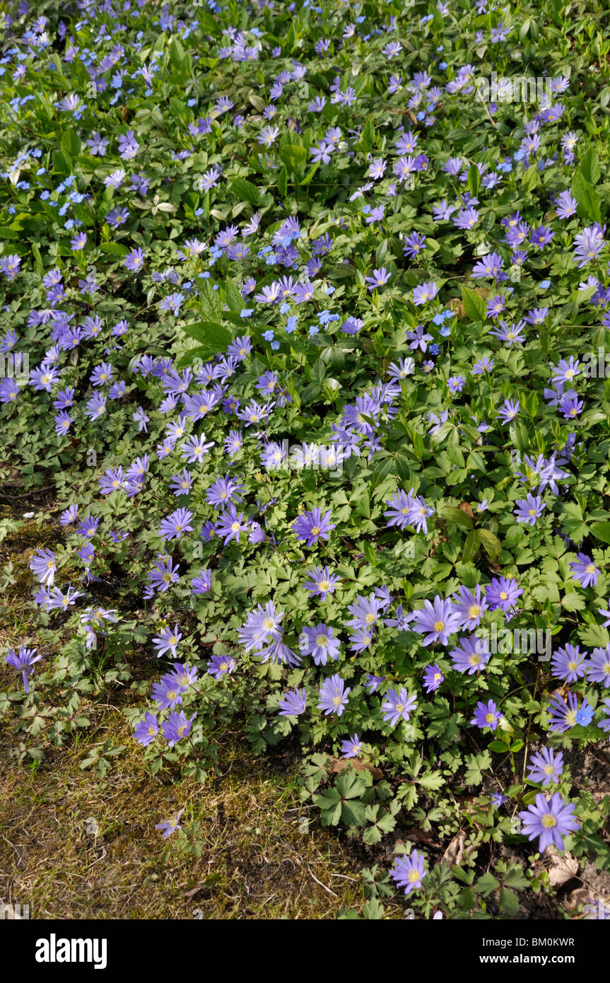 Grecian windflower (anemone blanda) Foto Stock