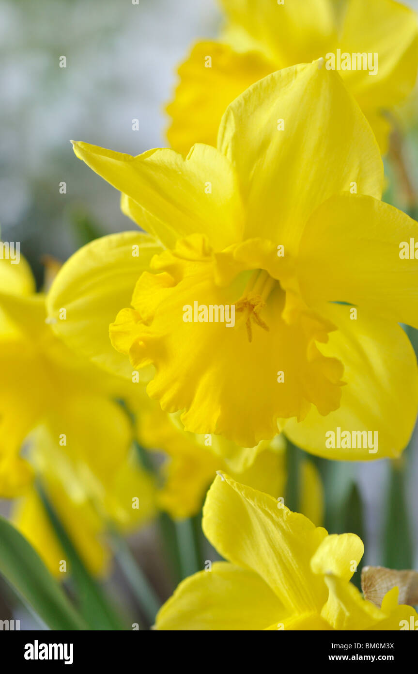 Wild daffodil (Narcissus pseudonarcissus) Foto Stock
