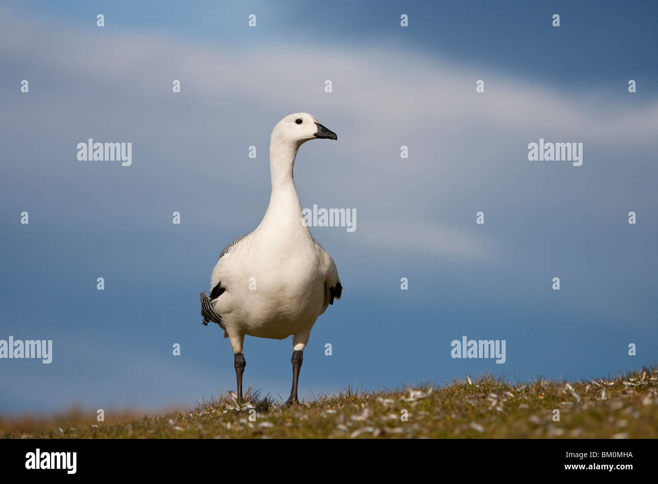 Magellangans, altopiano d'oca, Chloephaga picta leucoptera maschio Foto Stock