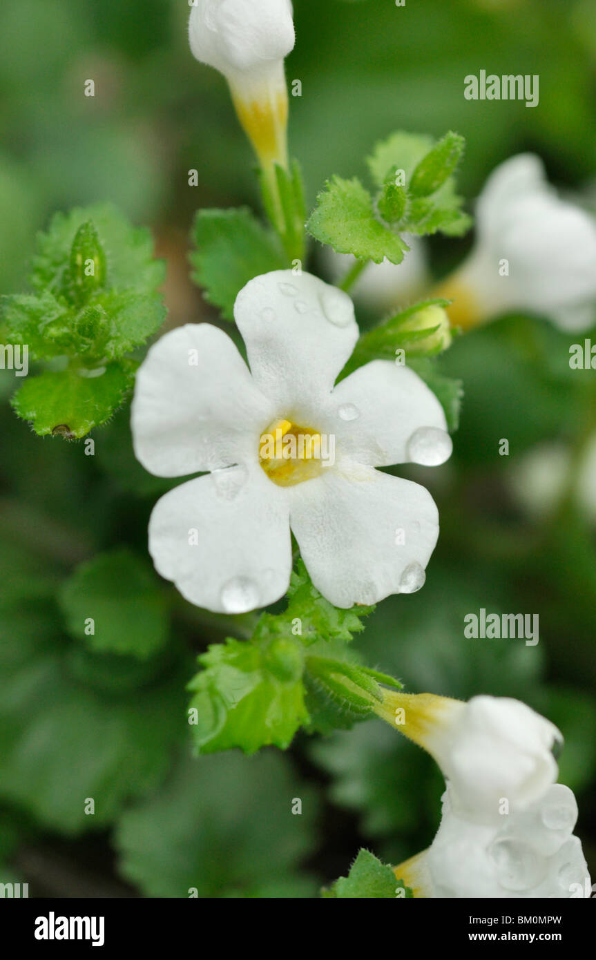 La bacopa ornamentali (sutera nova grande bianco) Foto Stock