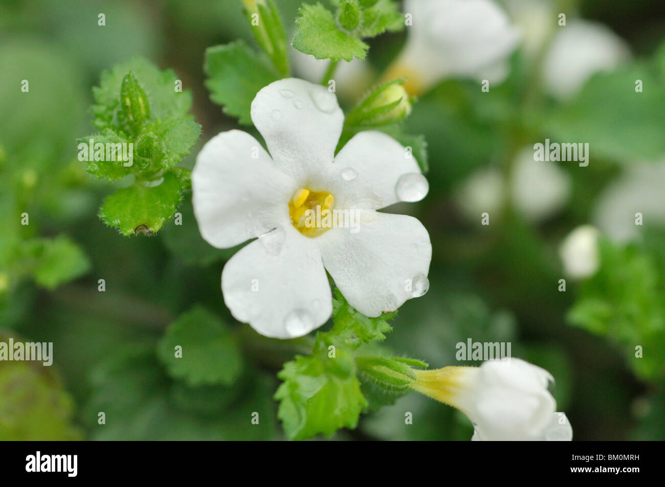 La bacopa ornamentali (sutera nova grande bianco) Foto Stock