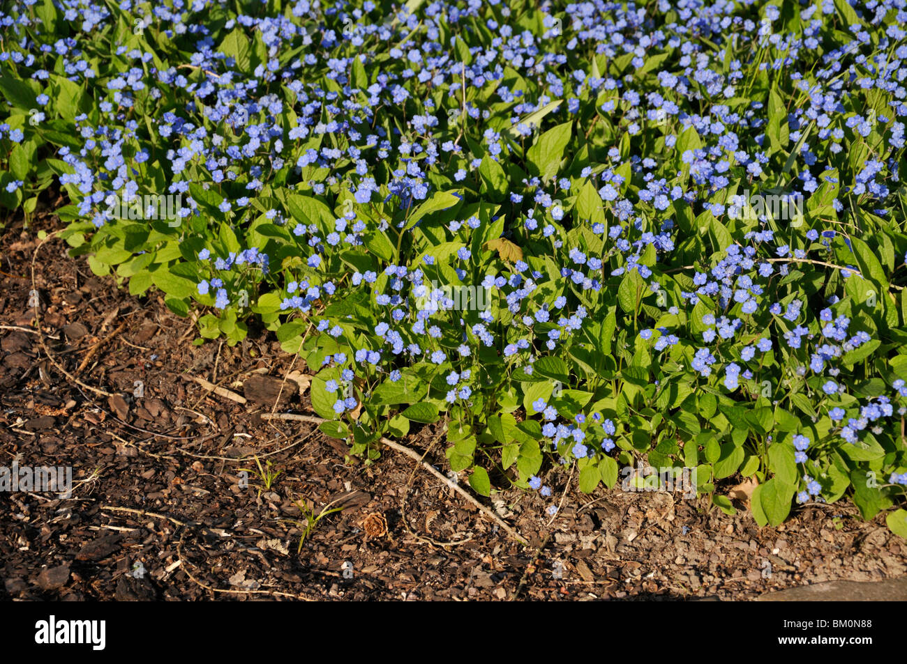 Blue-eyed mary (omphalodes verna 'grandiflora') Foto Stock