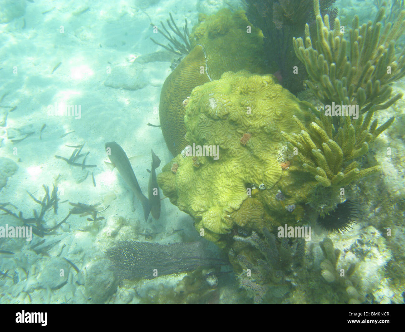 Underwater vicino a Fort Jefferson FL Golfo del Messico Foto Stock