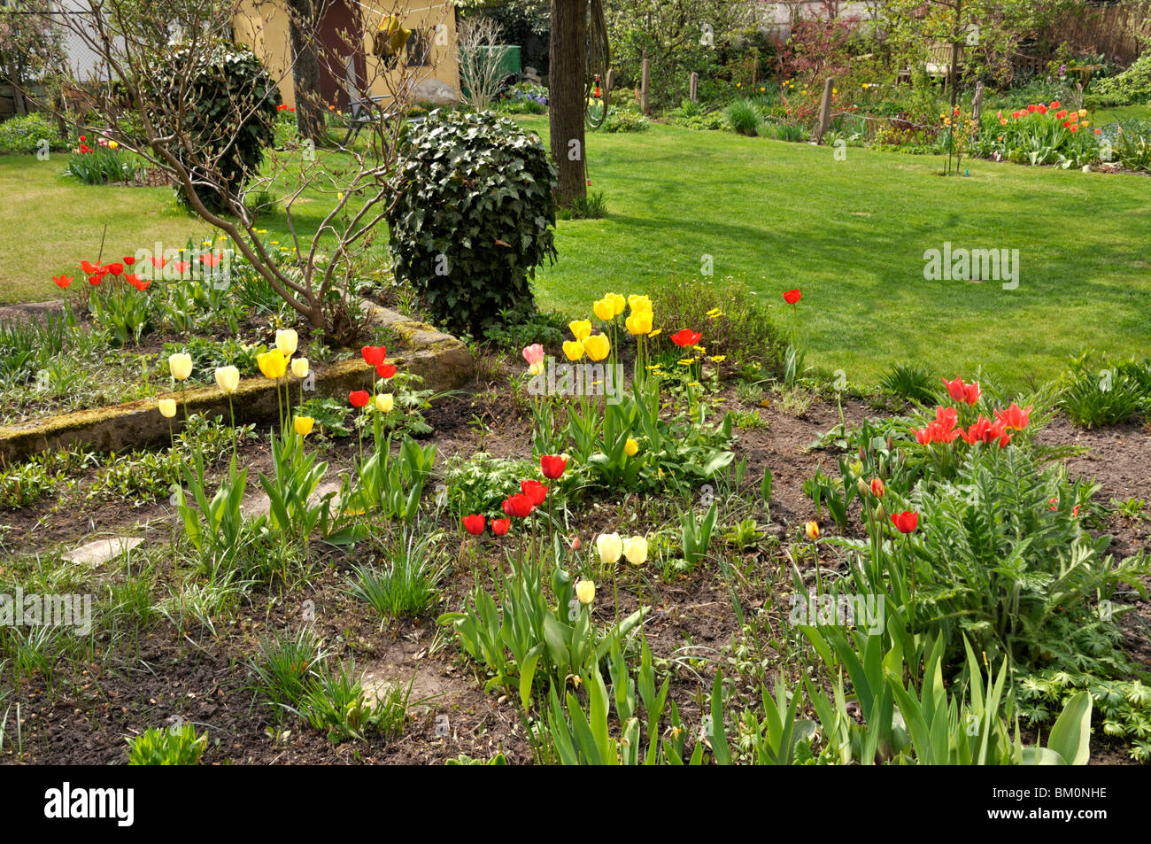 Giardino perenne con i tulipani (tulipa) Foto Stock