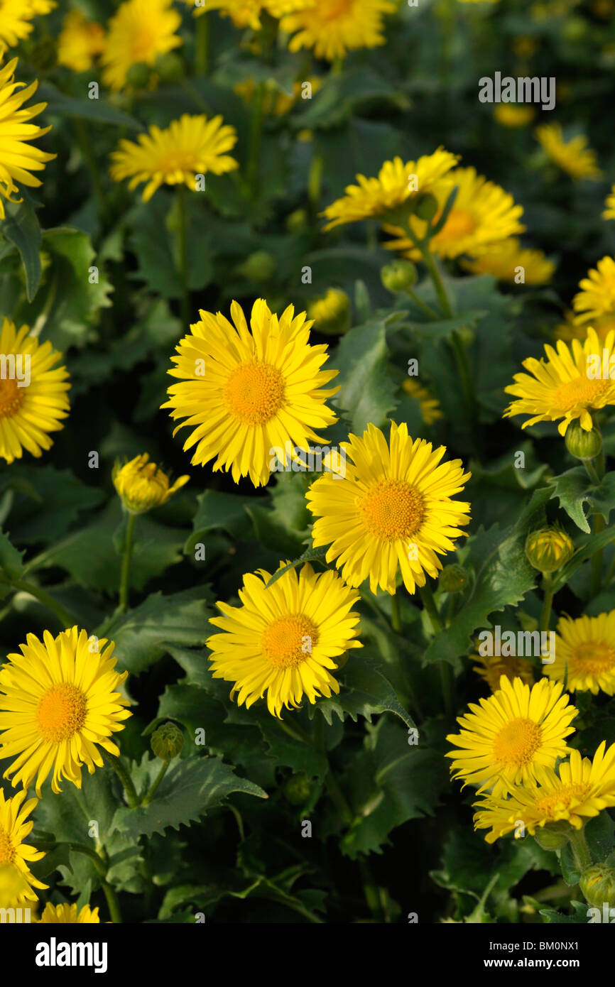 Leopard's Bane (doronicum orientale 'goldzwerg') Foto Stock
