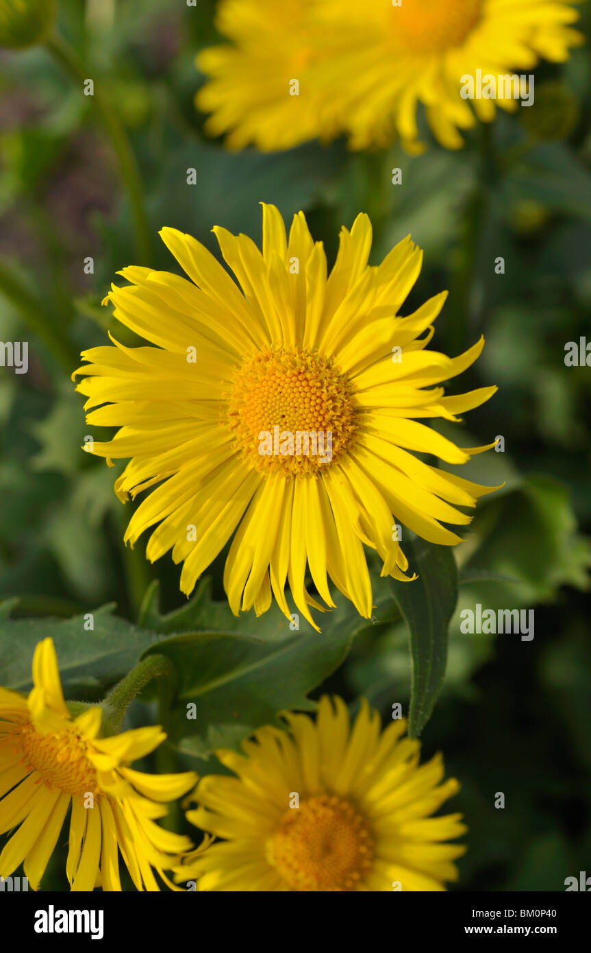 Leopard's Bane (doronicum orientale 'goldzwerg') Foto Stock