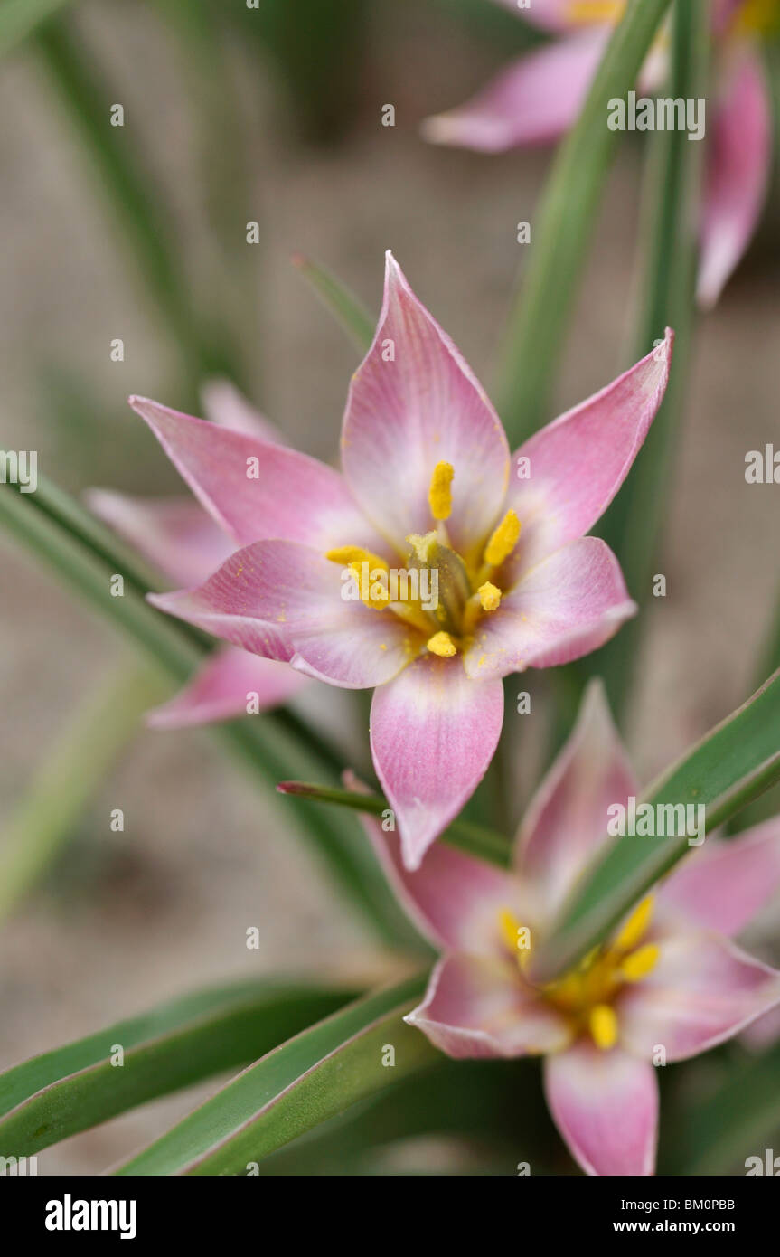 Tulipano selvatico (tulipa aucheriana) Foto Stock