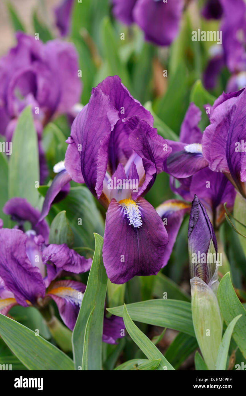 Nana (iris iris pumila) Foto Stock