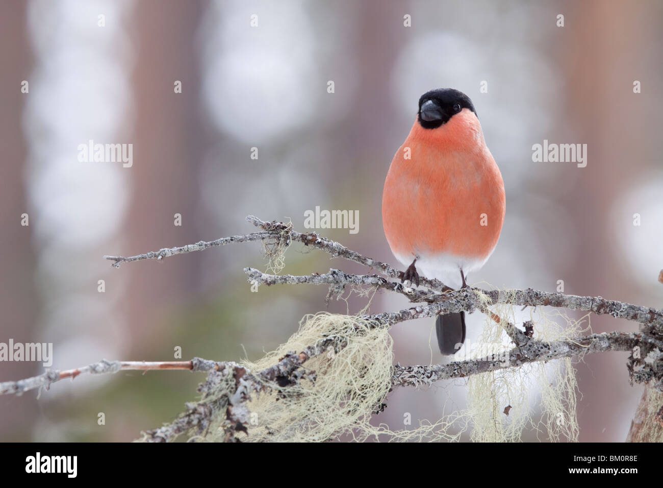 Ciuffolotto maschio Foto Stock