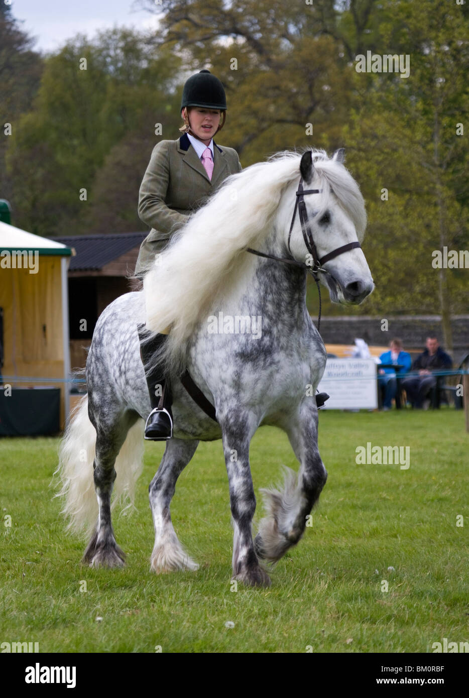 Cavallo Welsh Mountain Pony Pony Wales Visualizza animale Foto Stock